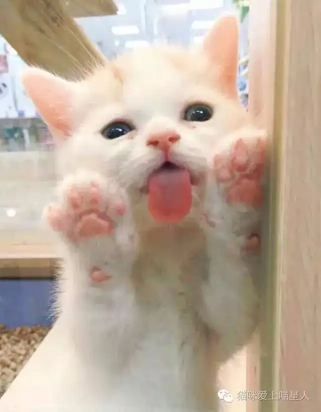 猫咪除了有萌萌的肉垫还要做鬼脸卖萌受不了啦