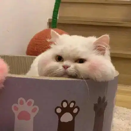 动漫萌宠头像高清