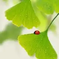 绿色背景头像微信微信头像图片大全