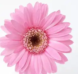 花头像图片大全微信