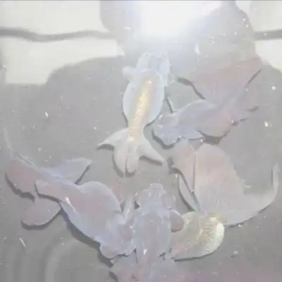 白色背景图系世间人五人六你讨风景静物头像我要个性网