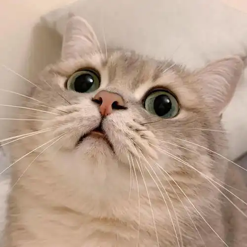 换个新头像,换个好心情头像