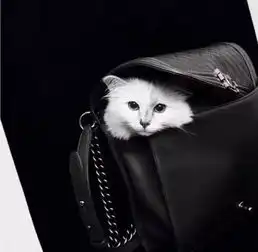 人不如猫系列,这种奢华估计只有老佛爷给得起