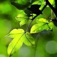 手机绿色护眼壁纸微信头像微信头像图片大全