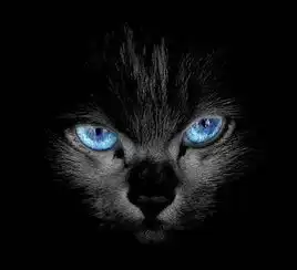 求蓝眼睛纯黑色的猫有这种猫么长大了也是蓝瞳