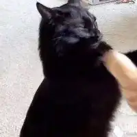 动物宠物情侣头像