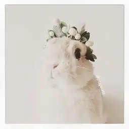 做一个优雅的兔兔..