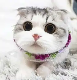 猫男头像动漫萌系猫咪