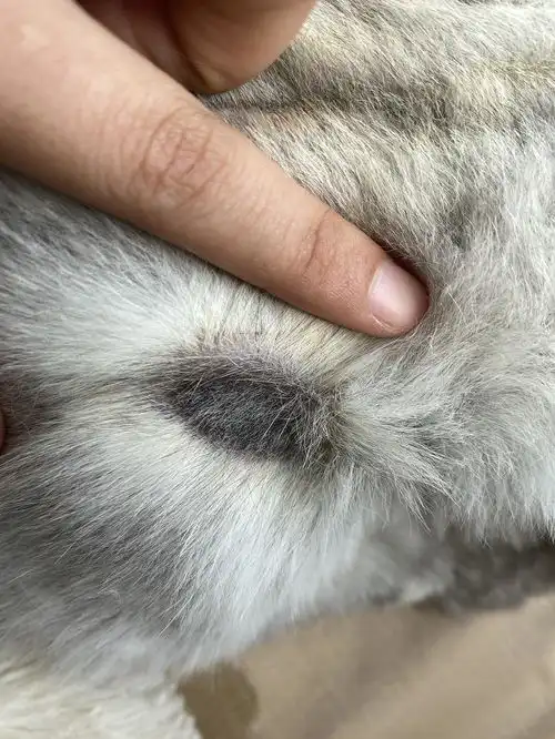 猫癣服用伊曲康唑一周,之前涂药的地方长毛了但同时周围又掉毛,是好转吗