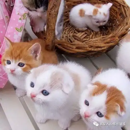 小奶猫,抱走抱走全部抱走