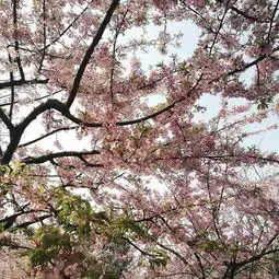 上海顾村公园顾村公园成人票顾村公园只有少数的樱花开了大部分还驴妈妈点评