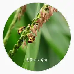 春里的精灵,五月的劳模勤劳的小蜜蜂