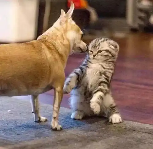 憨厚狗狗想和喵星人套近乎,但猫咪却一脸嫌弃