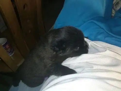 女孩在公交站捡到只小奶狗,闺蜜听说后捡流浪狗不怕被大家笑话