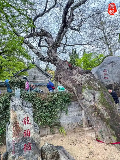 山东最大的道观,系崂山道教祖庭,还有崂山道士穿过的院墙