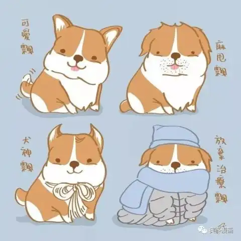 肥嘟嘟的柯基飘飘,萌翻少女心