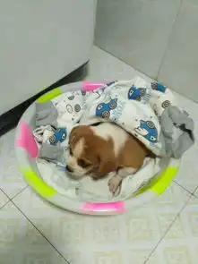 女孩路边捡到一只流浪小奶狗,第二天狗狗的胞弟主动找上门