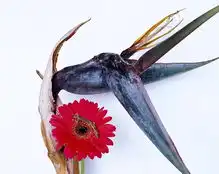 除了裸体,荒木经惟还从生死里参悟繁花