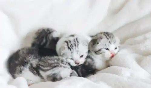 又到了小奶猫泛滥的季节,领养前的注意事项你都知道吗