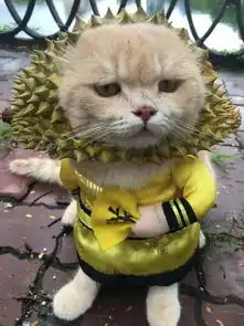 那些年,我们一直没听懂的歌词