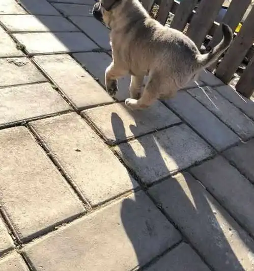 流浪小奶狗一直跟在女孩身后,小家伙这眼神很治愈系,萌化了女孩