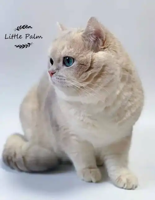 猫咪呕吐要重视,这4种导致呕吐原因你知道吗