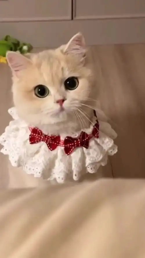 猫咪超治愈的小萌猫的小奶猫