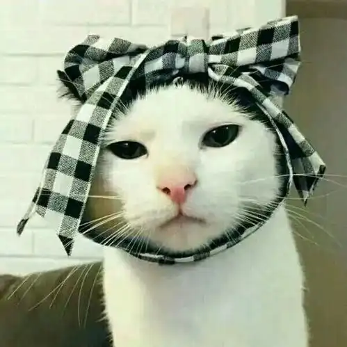 养成系猫咪视频情头