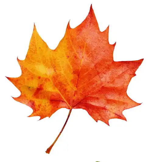 金秋出行枫叶若晚霞,天柱山进入红叶最佳观赏期