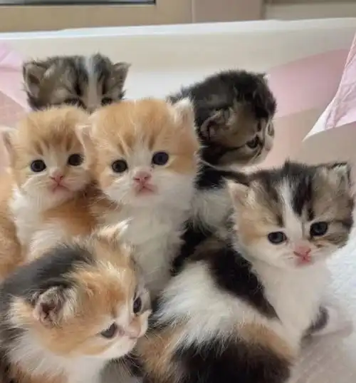 品相最好的猫今日头条