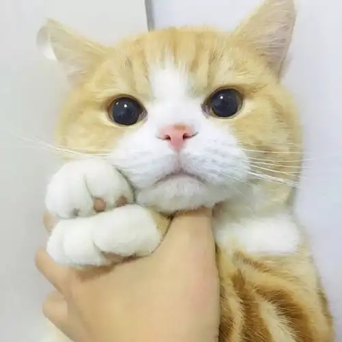 可爱萌宠不戳你会后悔今日头像