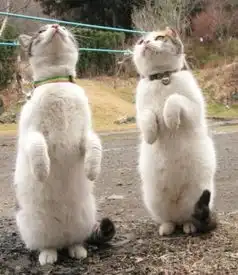 献给所有老同学,打开看看,祝所有老同学幸福平安