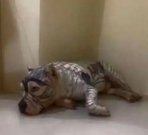 搞笑科普和奇葩宠物友好相处的5个小技巧