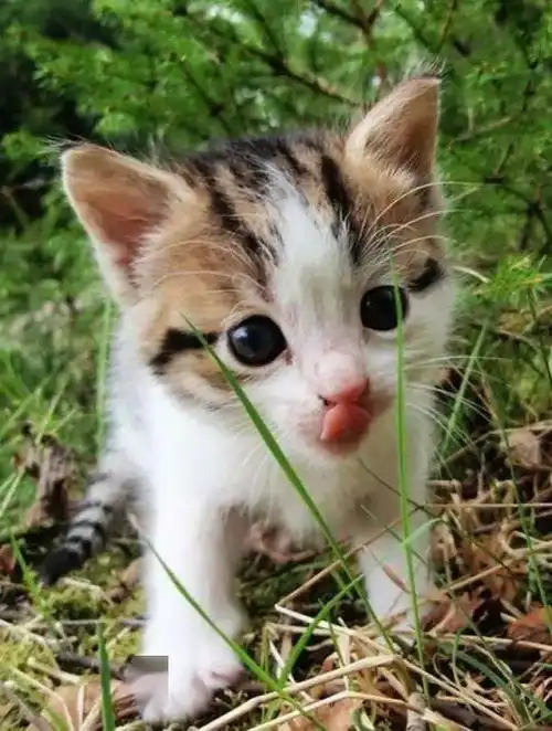 最萌不过小奶猫治愈系专属