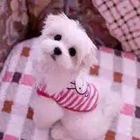 男生最可爱小奶狗头像