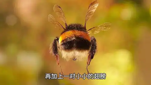 勤劳的小蜜蜂
