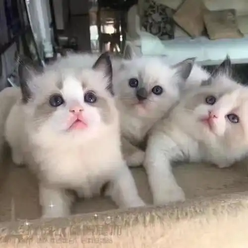 布偶宝宝弟弟妹妹找新家