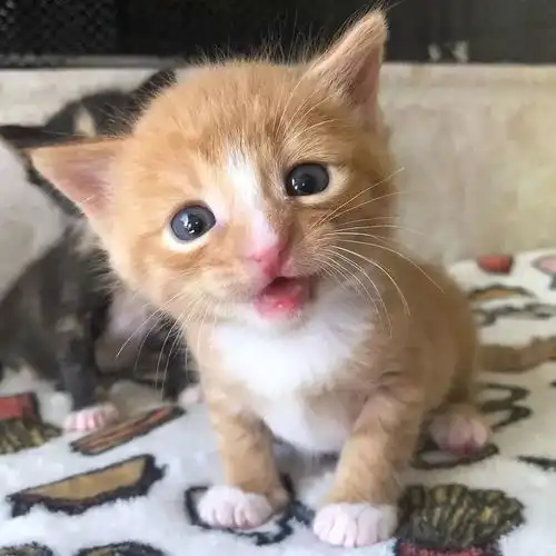 两只出生仅5天的小猫被遗弃在了路上,好在奇迹发生了