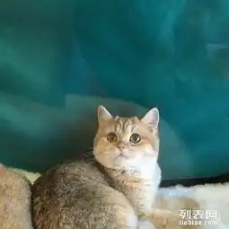 诚意名猫代购金渐层