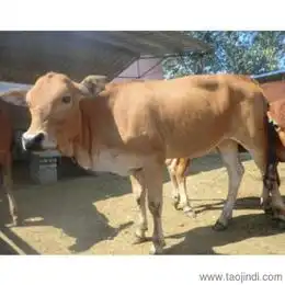 鹿泉批发可靠的鹿泉厂家货源供应信息