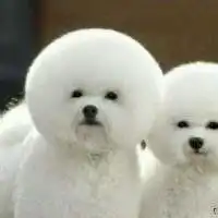 微信头像动物可爱狗微信头像图片大全