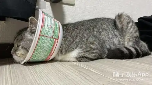 最可爱养成系小猫麻薯丸是如何成为顶流的还打破了世界纪录