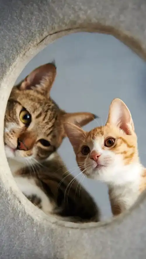 壁纸世界会不会好不重要,你要变好