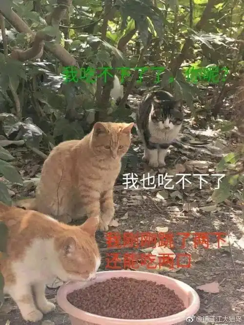 关于在镇江吸猫吸狗一点不成熟的小想法