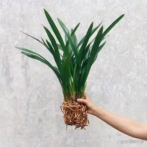 兰花的花语象征与寓意从高贵到纯洁的多重象征