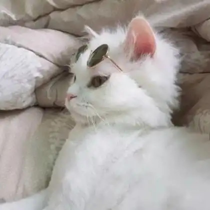 可爱猫咪情侣头像一对,又萌又搞笑的小猫
