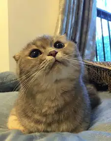 听说有分我的头像就是我的真身...