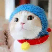 呆萌动物微信头像微信头像图片大全