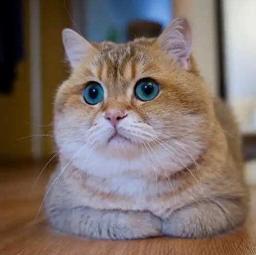 吸猫大会英短金渐层hosico