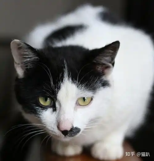 流浪猫为什么养不熟